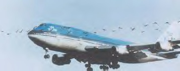 Aircraft bird strike photo